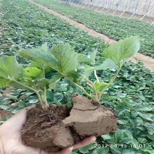 �����ݮ�Nֲ���g �������u��ݮ�� �¼���ݮ�����l ������ݮ��