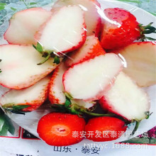 红颜草莓苗基地 甜宝高产草莓苗出售价格 奶油 四季草莓 童子一号