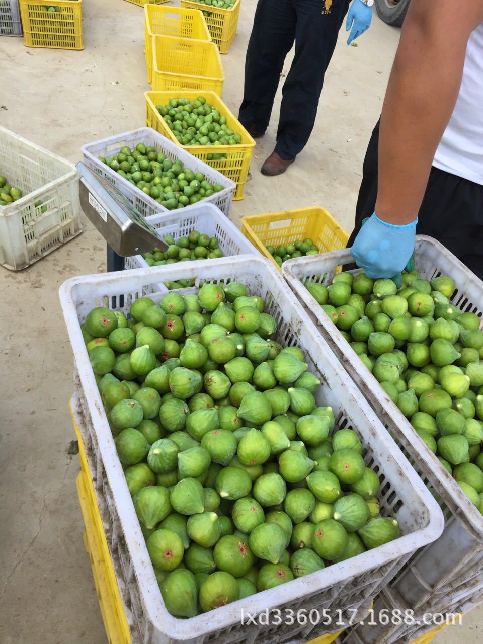 冷冻绿皮无花果