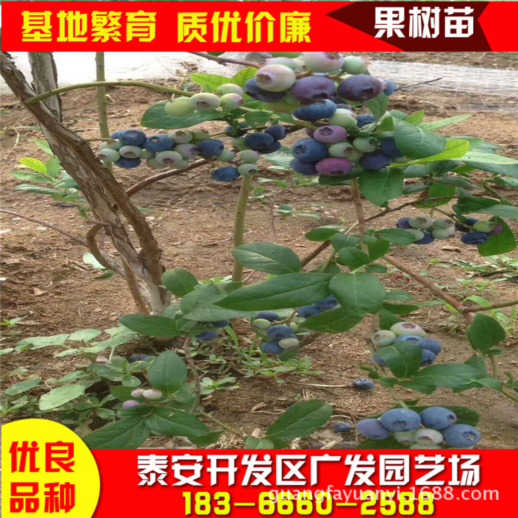 蓝莓苗