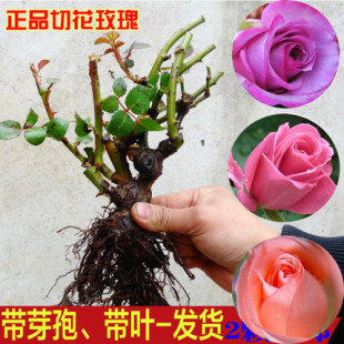 5���NޱͥԺ����ֲ����ٱ��¼�õ�廨���̨���������ļ��_��