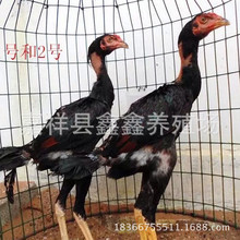 景区参加比赛的斗鸡活体出售 纯种越南斗鸡价格 成年斗鸡苗价格