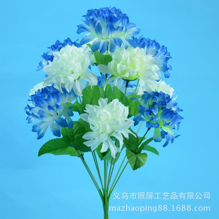 12头爪菊7