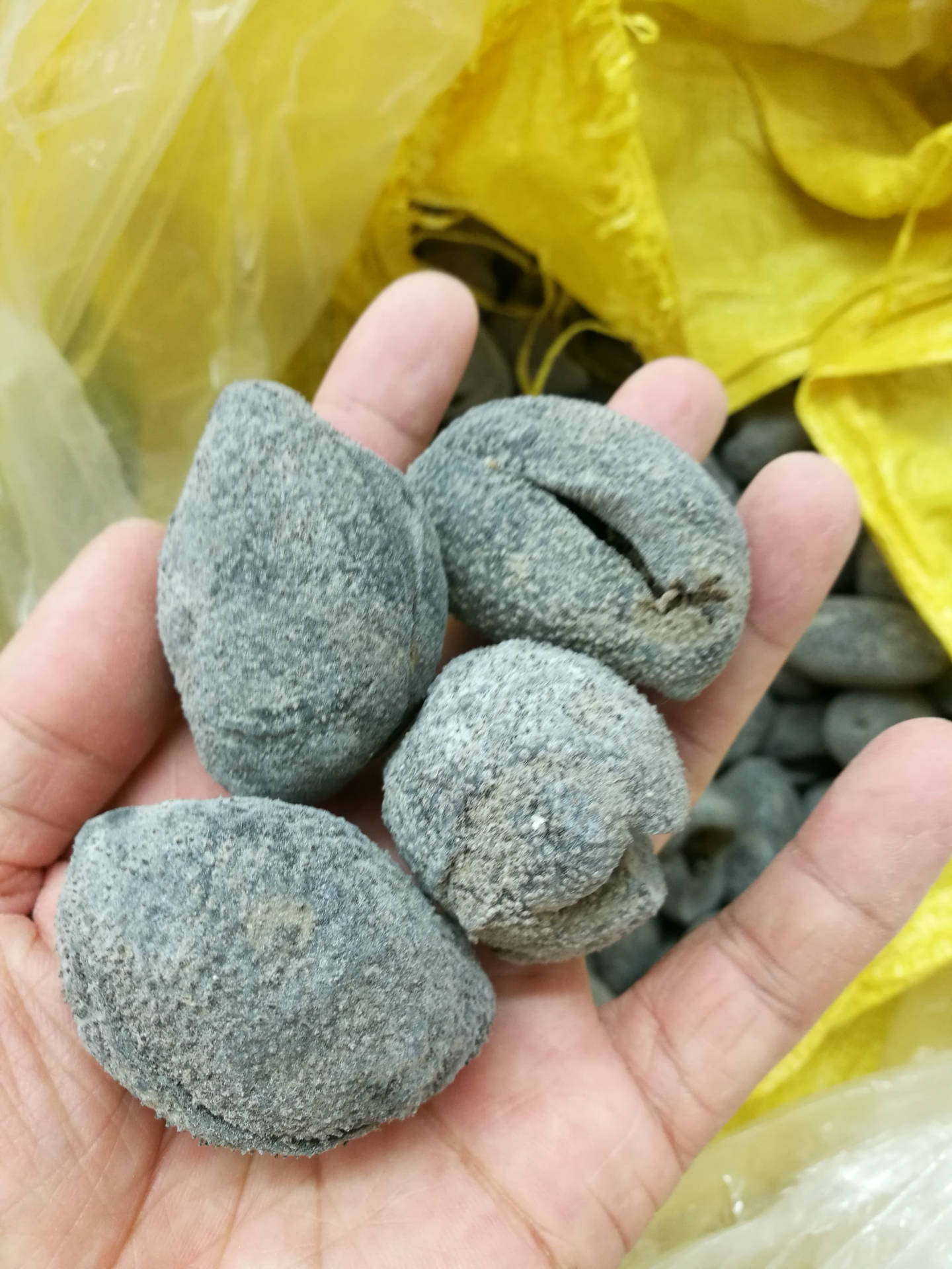 小球参 批发珍珠球小球参 批发非越南球参粗水产干货海参-阿里巴巴