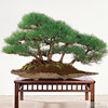 Black pine bonsai tree seeds Japanese pine tree family garden viewing indoor potted plant seeds 20 capsules