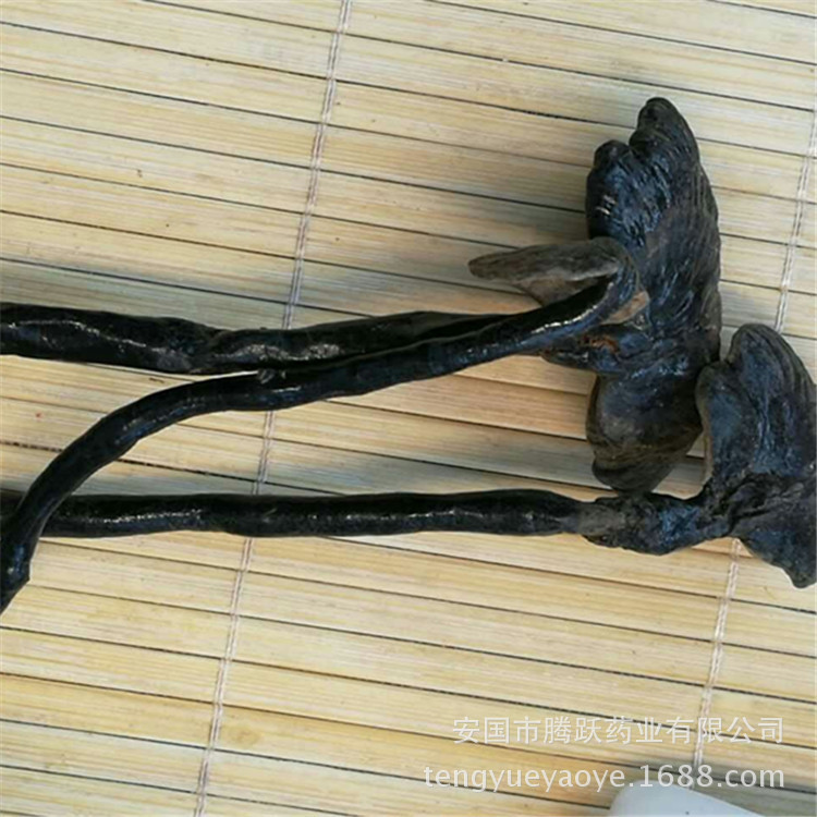 Dried Black Reishi Mushroom Ling Zhi 灵芝 Whole Fruiting Body Traditional Herbal Tea and Decoction Herb 500g key features