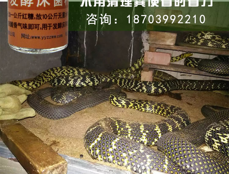 发酵床养蛇菌种