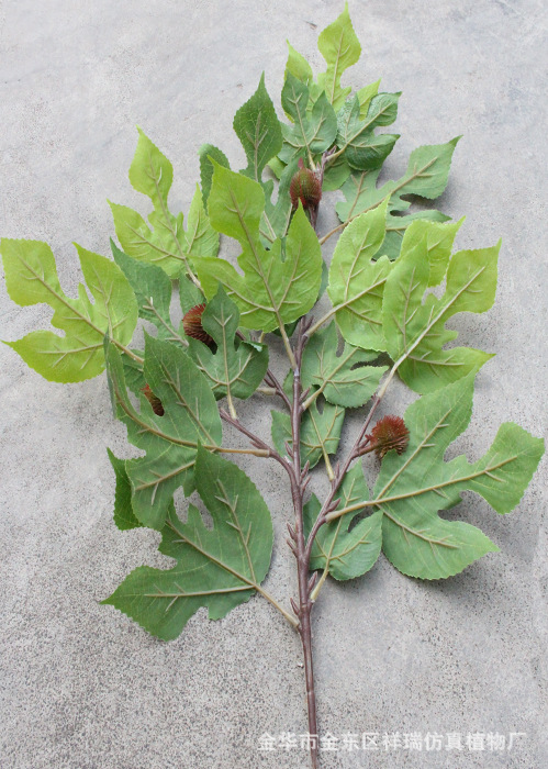 XRB-165构叶四叉枝平面2