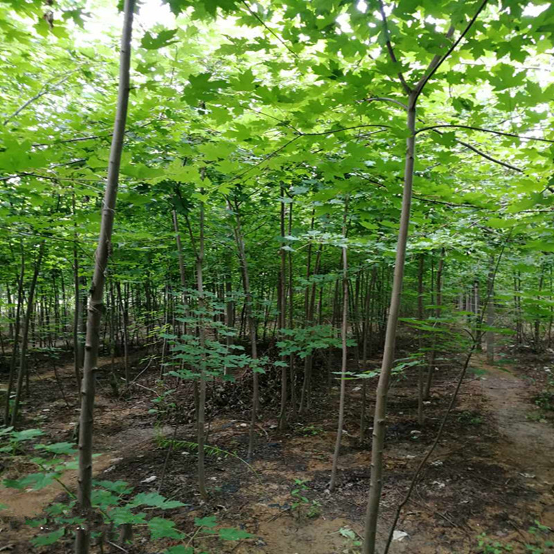 微信图片_20170814101358_副本