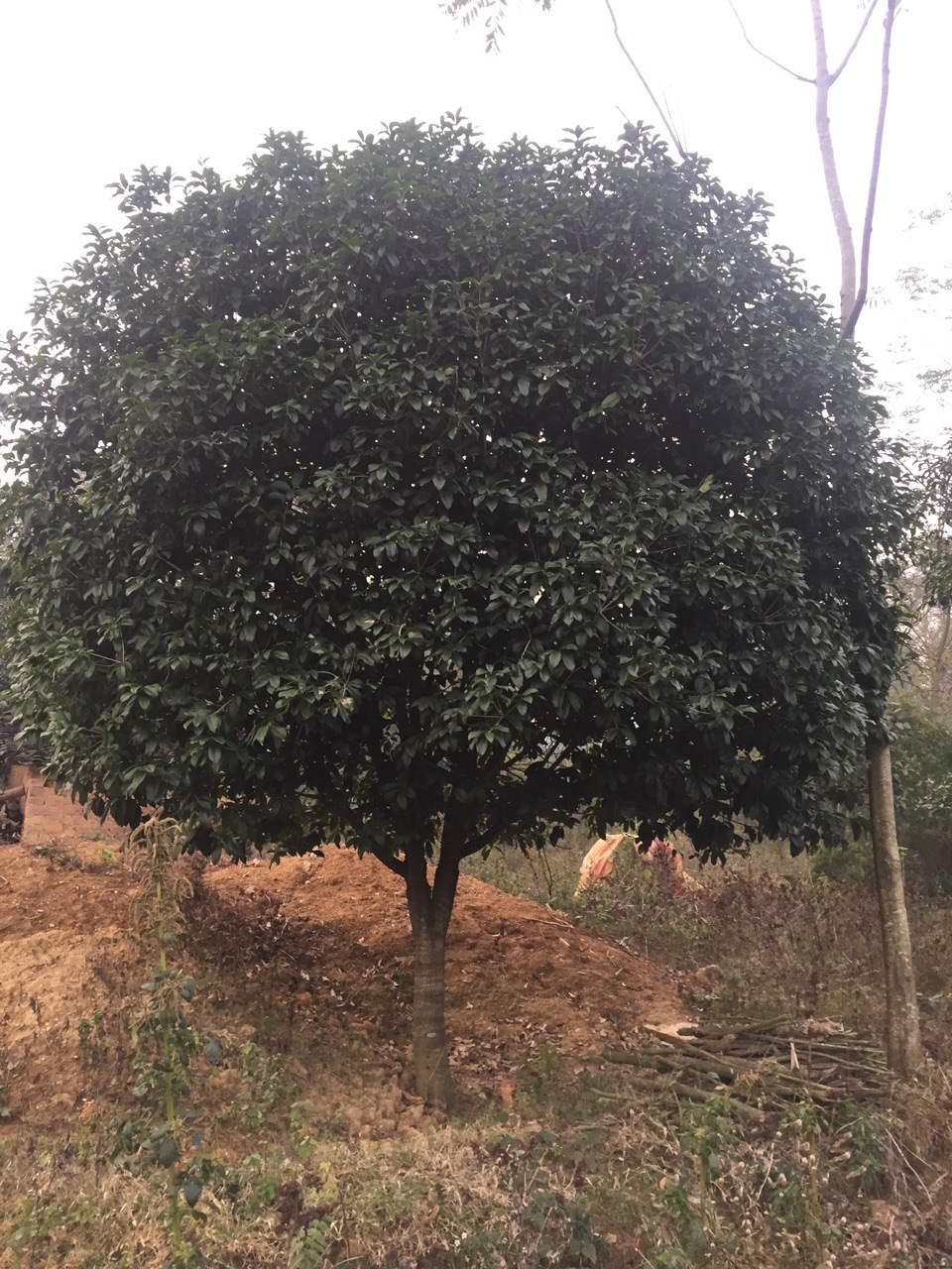 桂花树14公分金桂容器苗 假植苗广西桂林产地供应