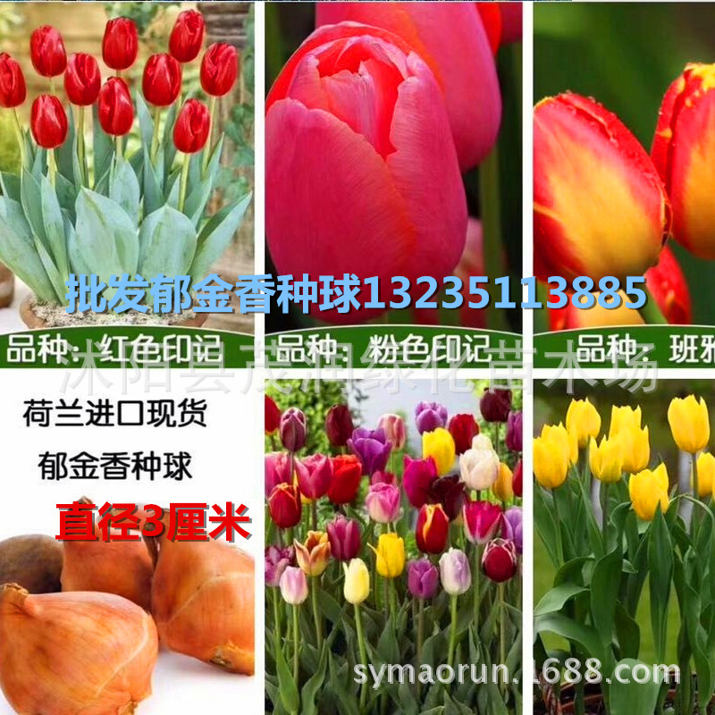 郁金香大球011_副本