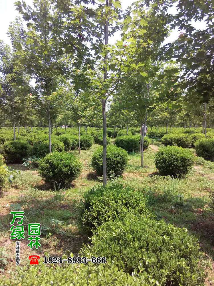 选购绿化苗木指南：选择优质树种与科学养护