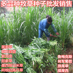 �����ݷN���M���ϻ���ޣ ���Ӣ ����70�N�Ӷ��������Ĳ�ƺ����