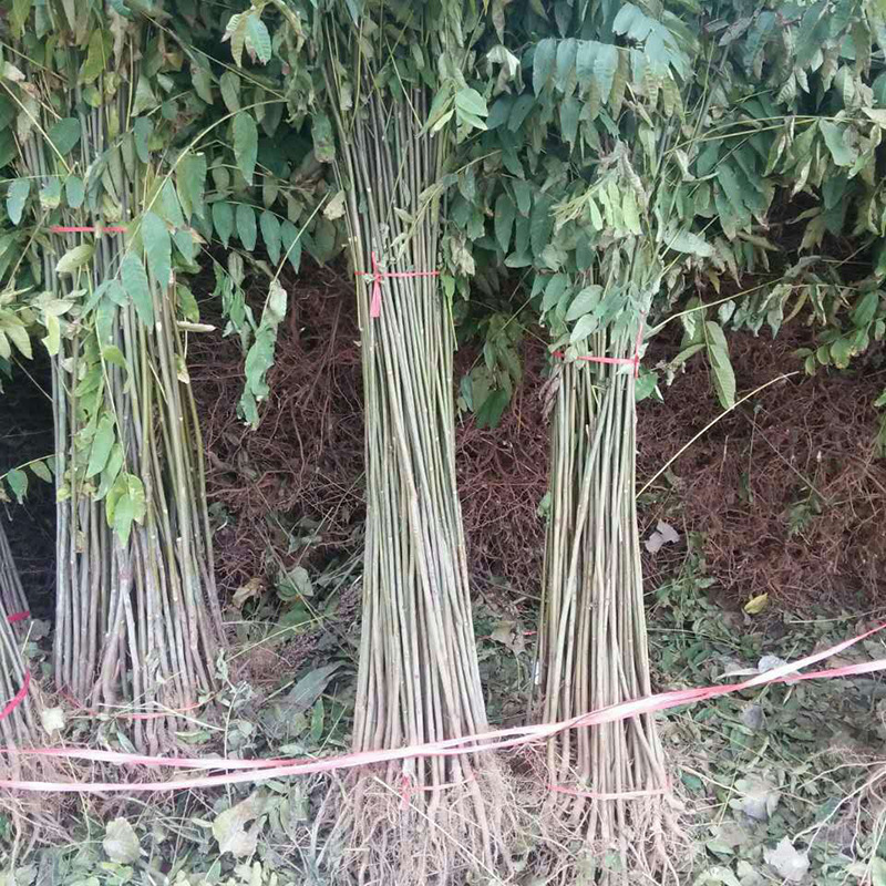 Скинни саженцы (6)