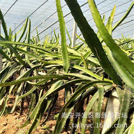 大棚 露天种植红心 黄心 白心火龙果树苗 规格全30-60公分火龙果