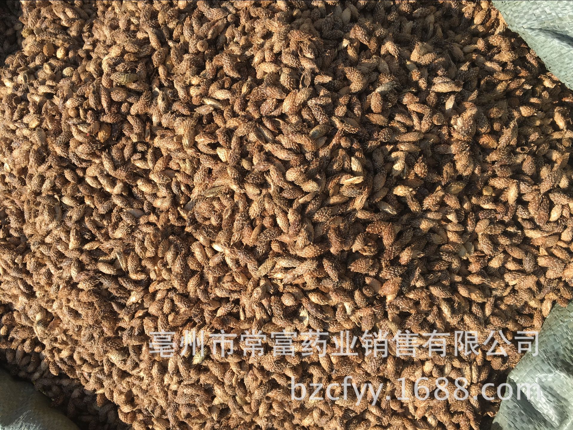 Cang Er Zi Dried Xanthium Fruit 500g Thornless Whole Herb for Decoction and Culinary Use in use