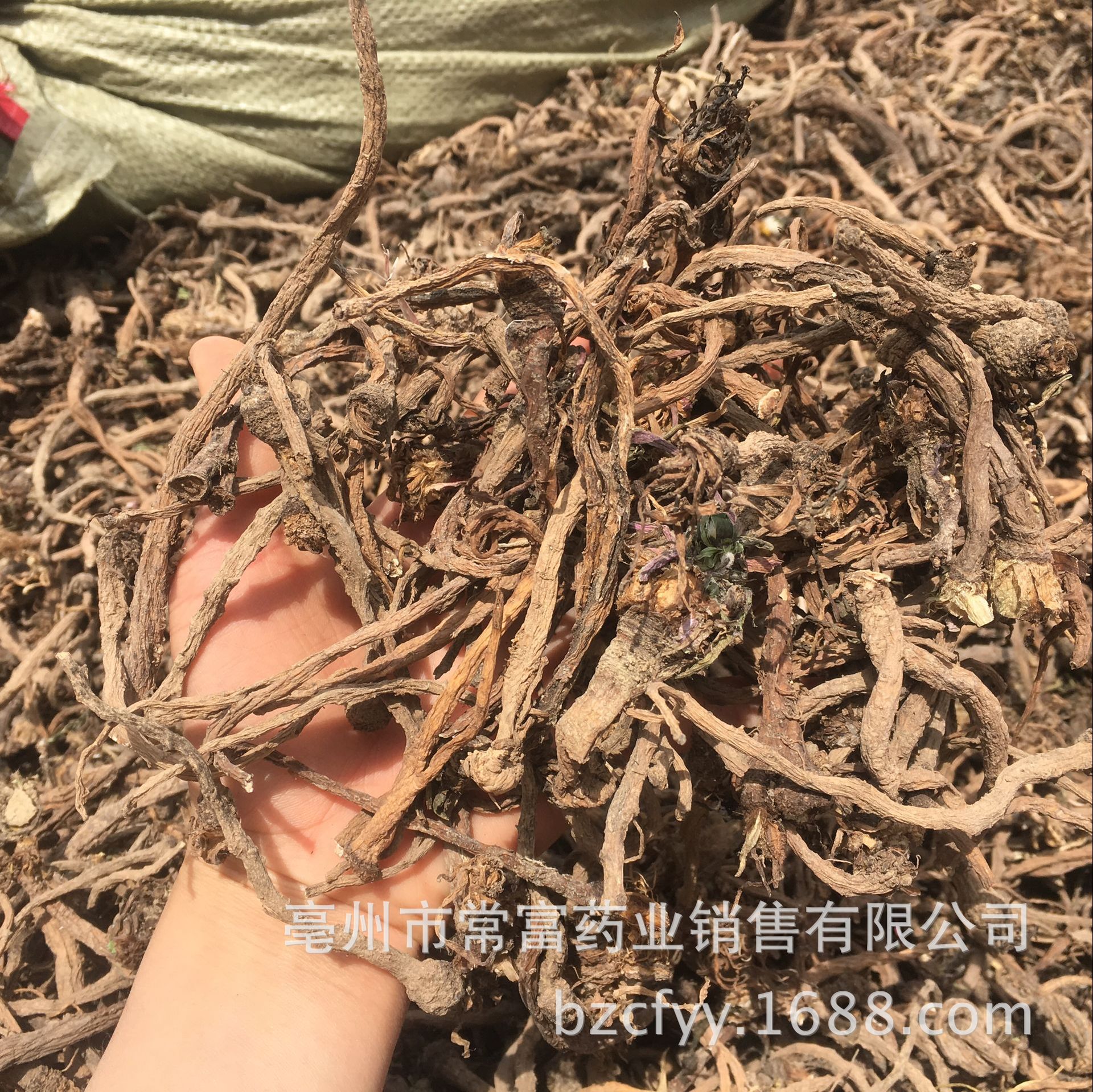 Dandelion Root Tea Pu Gong Ying Gen Washed Dried Roots for Herbal Infusions and Decoctions 500g in use