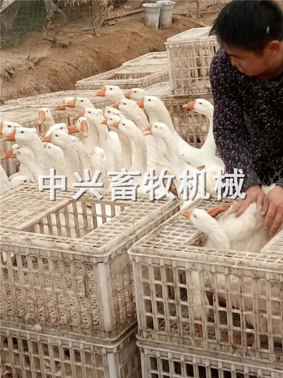 成鸡运输笼 转运鸭笼拉鹅筐批发