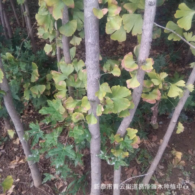银杏树 (6)
