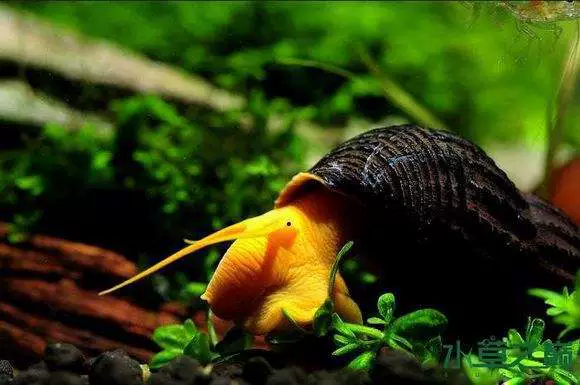 Оранжевый Кролик Улитка Желтый Вертел Улитка Водоросли Улитка Декоративные Улитка Оранжевый Кролик Улитка Fish Tank Очистка Улитка