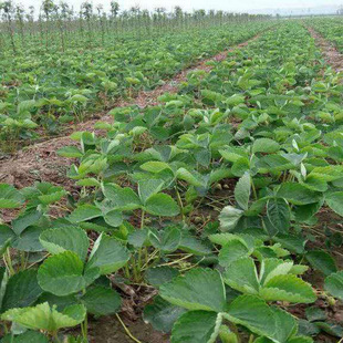 ��ݮ�� �ļ���ݮ������� ���� 24��Ʒ�N���x ��ݮ�����l