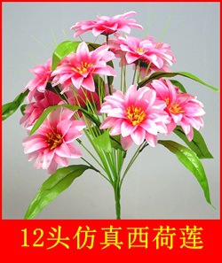 12头西荷莲