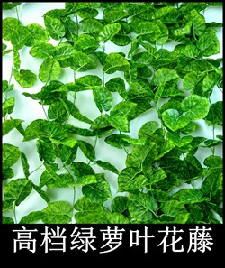 绿萝叶花藤