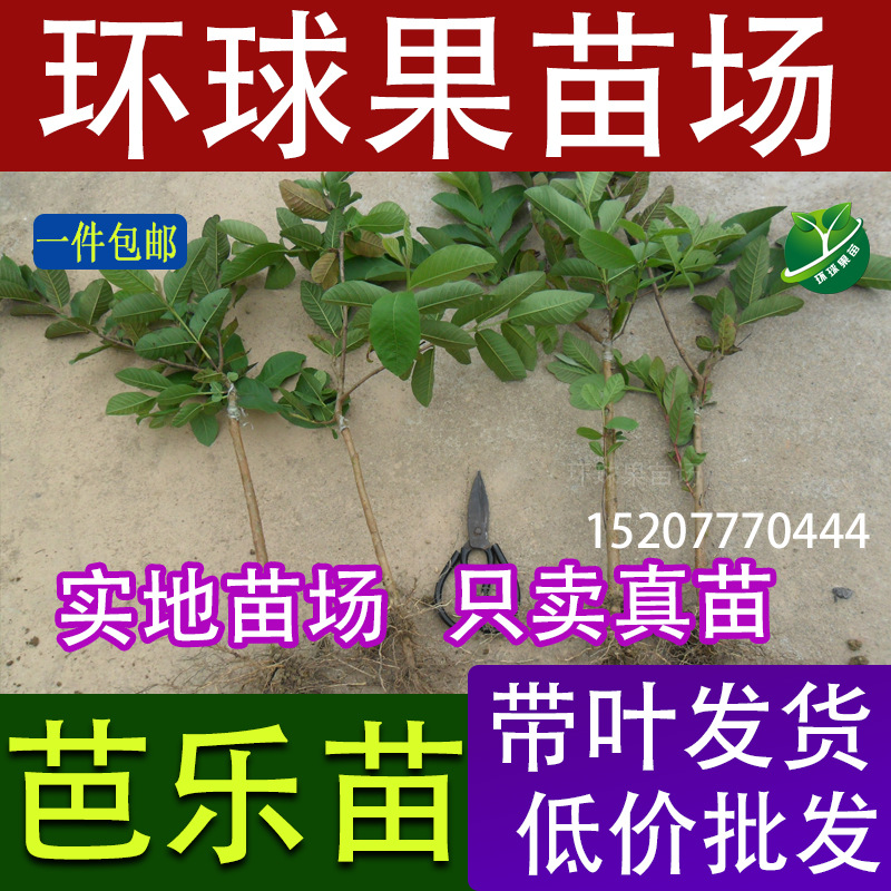 番石榴，芭乐苗