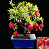 Pomegranate seeds Four Seasons Plant Potted Courtyard Watching Panjing fruit tree seed balcony flowers are easy to plant 20 capsules