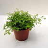 [Direct supply of the base] Moss micro -landscape with fern plant small potted plants (80#) Venus coral fern