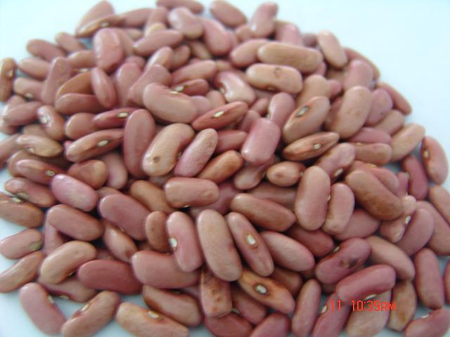 粉红芸豆