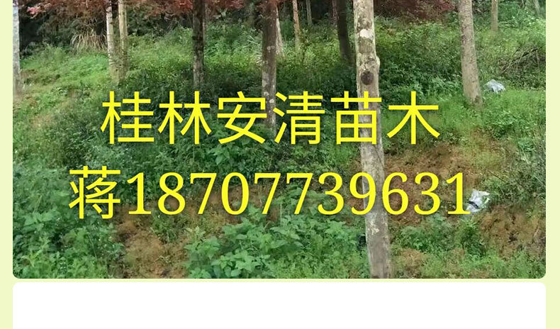 红枫_11