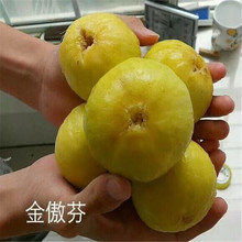 �o������ժƷ�N ����� �����t�o������ �ϼtɫ�o���� ����Y��