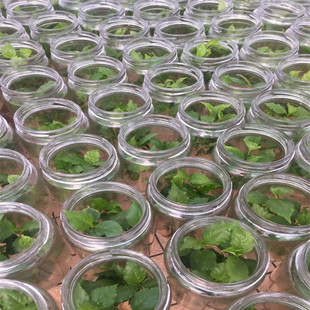 �{ݮ��r�� ����Y�� �{��ʯ ���F�{ݮ�� �M���{ݮ���������u