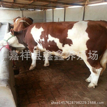 小肉牛的價格 魯西黃牛價錢 哪里有黃牛犢 母牛價格 肉牛養殖技術
