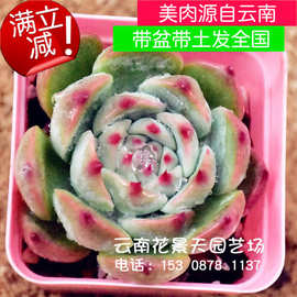 桃太郎 桃太郎厂家 品牌 图片 热帖 阿里巴巴