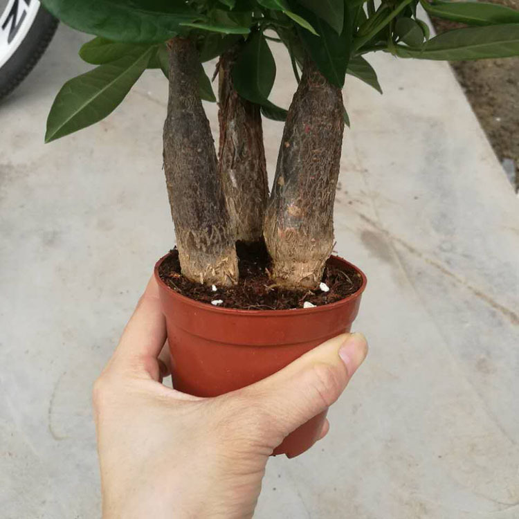 Fortune Tree Popular Plants Office Purifying the Air Four Seasons…