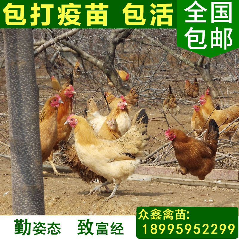 黄脚细脚黄羽土鸡苗 高成活率纯种土鸡苗 绿色生态孵化土鸡 包邮