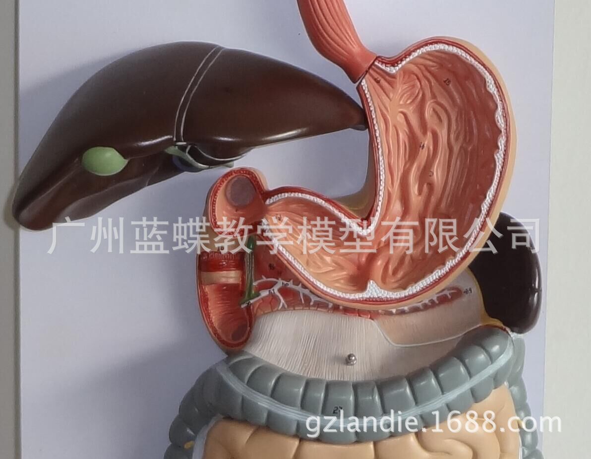 消化系统模型_系统解剖模型 人体消化系统解剖 肝 胃大肠 - 阿里巴巴