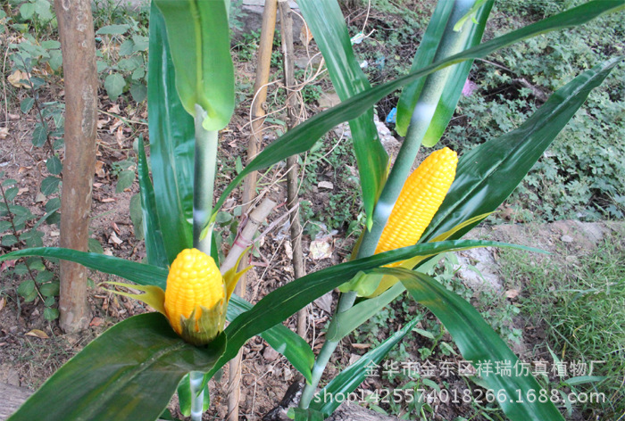 XRB-173 174玉米单枝9叶1果150厘米(春9