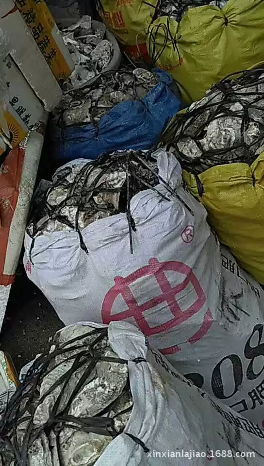 Поставки раковин устрицы строительной нори устрица верхняя раковина устрица раковина оптовая продажа морская устрица фильтрующий материал ракушка фильтрующий материал аквариум