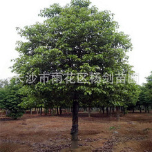 廠家型號16cm18cm湖南全冠香樟樹 移栽香樟樹苗 價格優惠