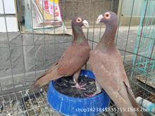 弯梁大鼻子观赏鸽的市场价格 赫姆大鼻子鸽图片 开花大鼻子鸽批发