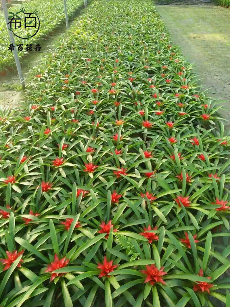 【基地直供】观赏凤梨花卉植物盆景小盆栽鸿运当头（A90）小红星-阿里巴巴