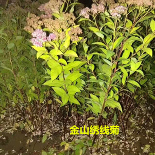 Where to Buy Golden Flame Spiraea Golden Flame Spiraea Price Qingshan Ma Ye Spiraea Base Direct Sales