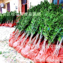 產地貨源 直銷桂花樹苗 30厘米-1.8米直銷八月金桂丹桂四季桂