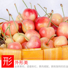 一斤进口车厘子价格_最新一斤进口车厘子价格