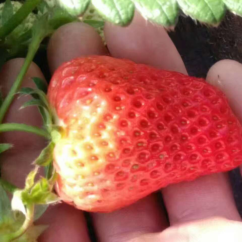 草莓 (56)