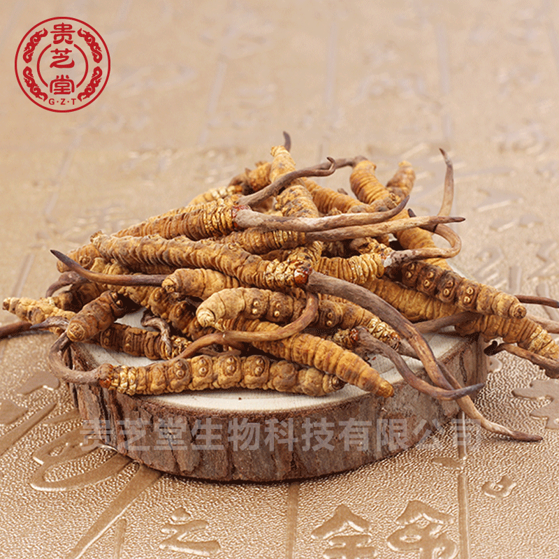 Cordyceps Nakchu 18 New grass Specifications 1 g 2 3,4 A generation of fat