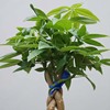 [Direct supply of the base] wholesale dwarf five -edited fortune tree (90) leaf -viewing potted flowers to get rich tree potted plants